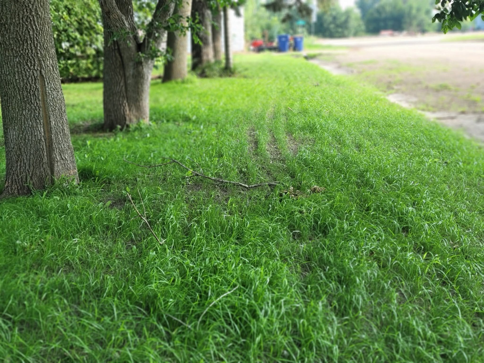 This is the lawn after we re-established the turf.