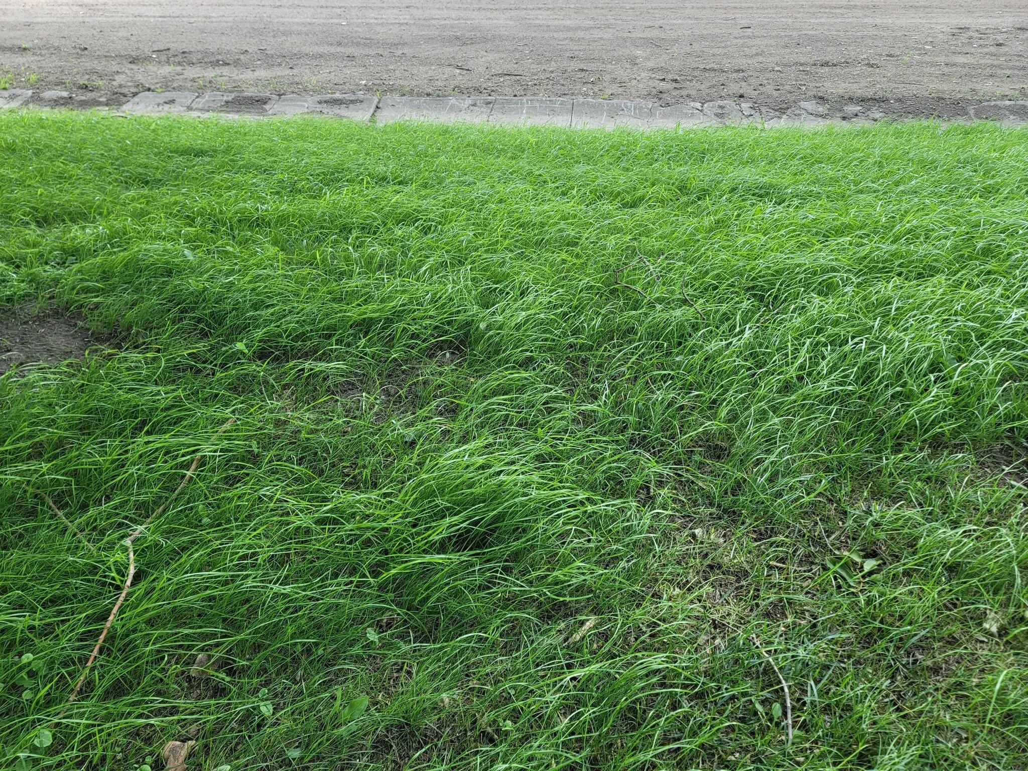 We laid this grass back in along the curb.