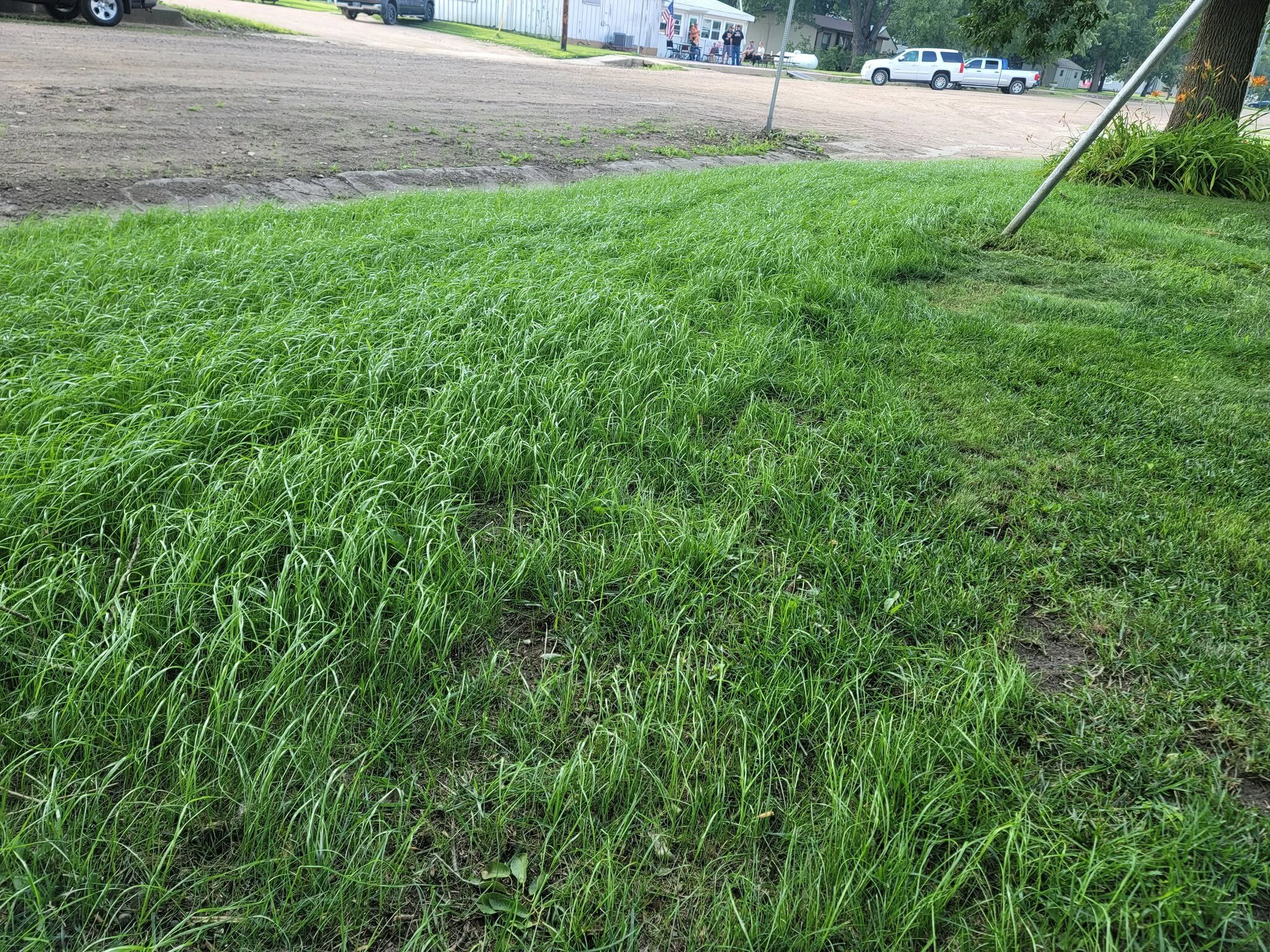This is the wide lawn after the grade.